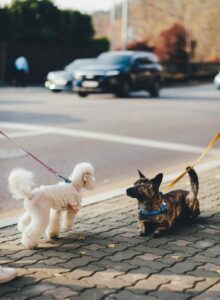 dog walking jobs, dog walking services